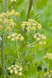 Image result for Liebstöckel