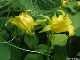 Attēlu rezultāti vaicājumam “Thladiantha dubia”