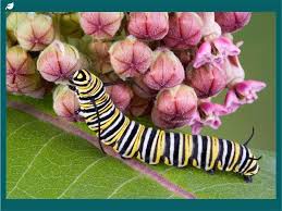 Image result for monarch caterpillar