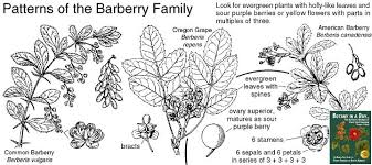 Attēlu rezultāti vaicājumam “Berberidaceae”