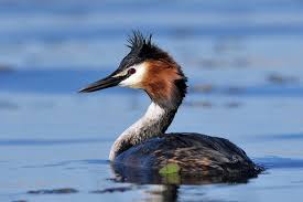 Attēlu rezultāti vaicājumam “Podiceps cristatus”