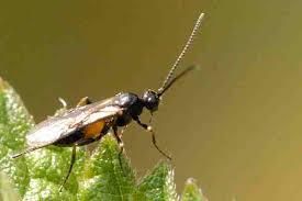 Attēlu rezultāti vaicājumam “Pontania proxima”