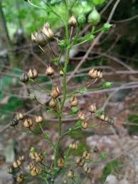 Attēlu rezultāti vaicājumam “Scrophularia nodosa”