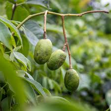 Attēlu rezultāti vaicājumam “Oxalis acetosella fruit”