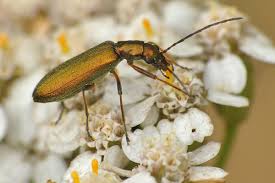 Attēlu rezultāti vaicājumam “Chrysanthia geniculata”