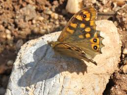 Attēlu rezultāti vaicājumam “Pararge aegeria upperside”
