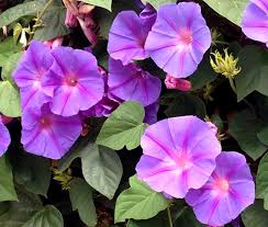 Image result for Ipomoea purpurea
