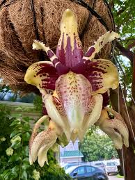 Image result for Dendroica tigrina