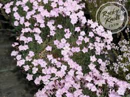 Image result for Dianthus gratianopolitanus