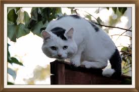 Image result for kitler