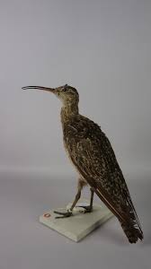 Image result for Numenius borealis