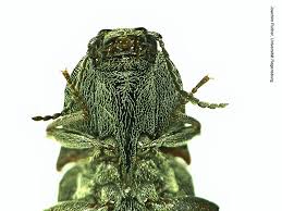 Attēlu rezultāti vaicājumam “Actenicerus sjaelandicus”