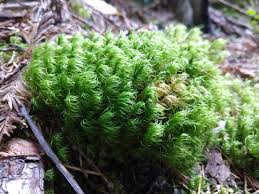 Attēlu rezultāti vaicājumam “Dicranum polysetum sporophyte”
