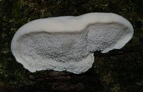 Attēlu rezultāti vaicājumam “Postia stiptica”