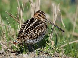 Image result for Gallinago gallinago