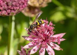 Attēlu rezultāti vaicājumam “Ancistrocerus sp.”