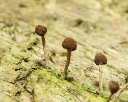 Attēlu rezultāti vaicājumam “Hemitrichia decipiens var. hemitrichoides”