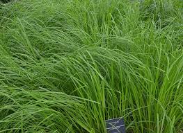 Attēlu rezultāti vaicājumam “Carex caryophyllea fruit”