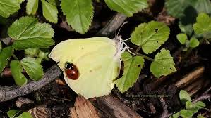Attēlu rezultāti vaicājumam “Gonepteryx rhamni female”