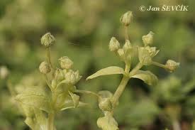 Attēlu rezultāti vaicājumam “Stellaria pallida”