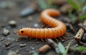 Attēlu rezultāti vaicājumam “Elateridae larva”