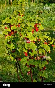 Attēlu rezultāti vaicājumam “Ribes rubrum”