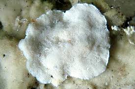 Attēlu rezultāti vaicājumam “Bjerkandera fumosa”