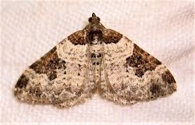 Attēlu rezultāti vaicājumam “Xanthorhoe fluctuata”