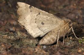 Attēlu rezultāti vaicājumam “Odontopera bidentata”