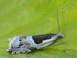 Attēlu rezultāti vaicājumam “Ancylis myrtillana”