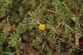 Attēlu rezultāti vaicājumam “Lotus sp. flower”