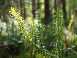 Attēlu rezultāti vaicājumam “Lycopodiaceae”