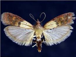 Attēlu rezultāti vaicājumam “Plodia interpunctella”