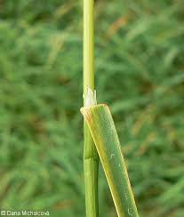 Attēlu rezultāti vaicājumam “Poa palustris leaf”