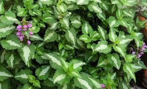 Attēlu rezultāti vaicājumam “Lamium maculatum leaf”