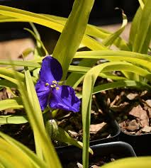 Attēlu rezultāti vaicājumam “Tradescantia virginiana flower”