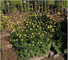 Attēlu rezultāti vaicājumam “Ranunculus polyanthemos”