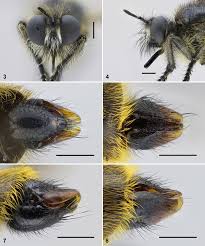 Attēlu rezultāti vaicājumam “Choerades sp.”