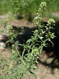 Attēlu rezultāti vaicājumam “Lepidium densiflorum flower”