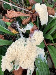 Attēlu rezultāti vaicājumam “Didymium spongiosum spores”
