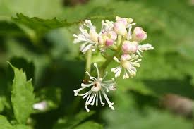 Attēlu rezultāti vaicājumam “Actaea spicata flower”