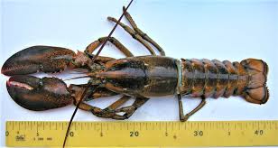 Image result for Homarus americanus