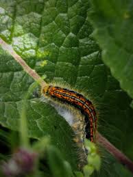 Attēlu rezultāti vaicājumam “Lasiocampa quercus”
