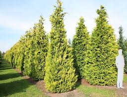 Attēlu rezultāti vaicājumam “Chamaecyparis lawsoniana”