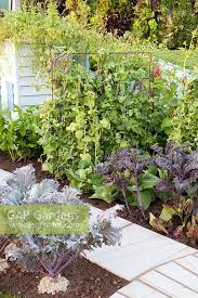 Image result for Tanacetum parthenium 'Tetraweiss'