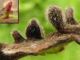 Attēlu rezultāti vaicājumam “Eriophyes padi”