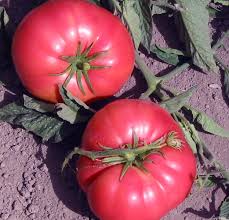 Afbeeldingsresultaat voor marizol purple tomato