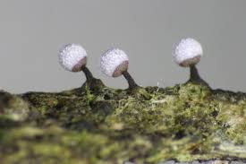 Attēlu rezultāti vaicājumam “Physarum murinum spores”