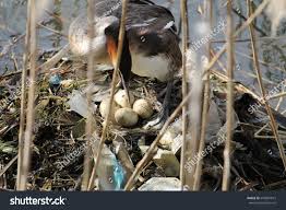 Attēlu rezultāti vaicājumam “Podiceps cristatus nest”