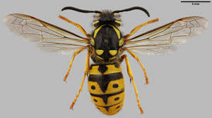 Attēlu rezultāti vaicājumam “Vespula germanica male”